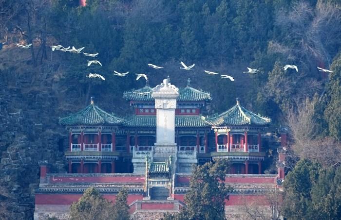 北京颐和园迎来北归的白天鹅