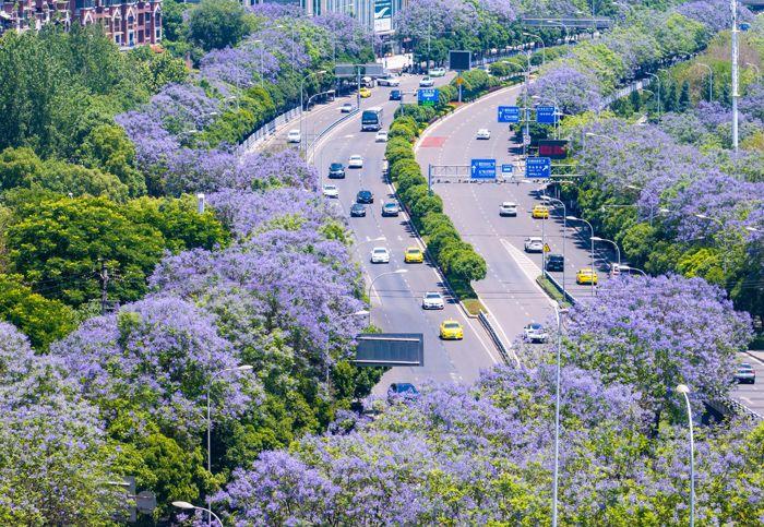 重庆蓝花楹盛开 城市道路变身“紫色花海”