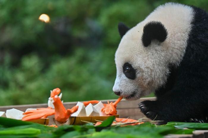 广州大熊猫“萌萌”母女乐享特制“端午大餐”