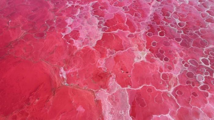 巴丹吉林沙漠现“草莓气泡水”湖泊