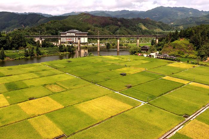 立秋将至 广西侗乡田园美