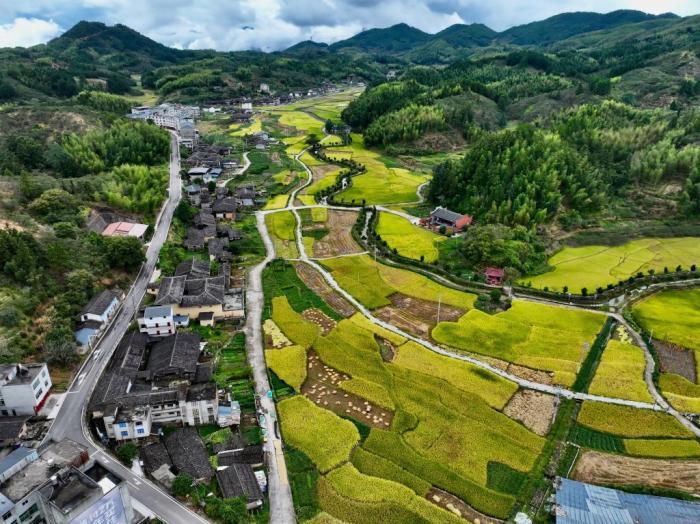 福建永泰：金色稻浪绘就秋日丰收画卷