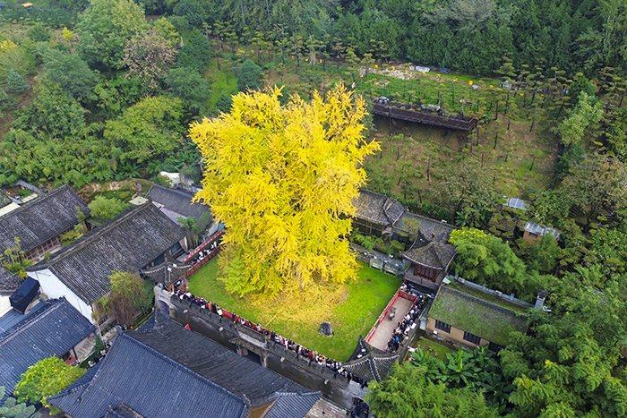 千年银杏树换“金装”