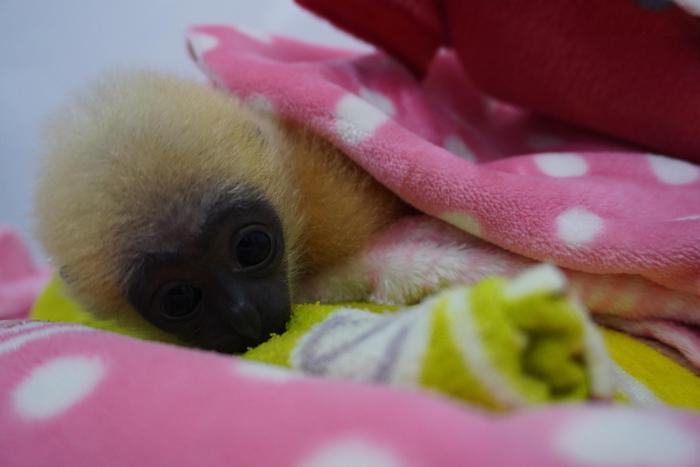 南宁动物园开启“定制化”取暖服务