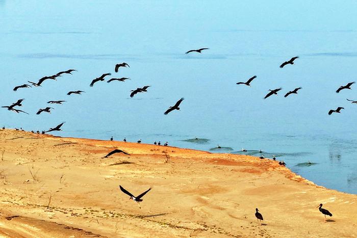 “鸟中大熊猫”黑鹳在黄河湿地觅食栖息