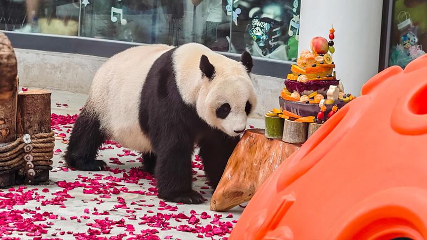 天津动物园大熊猫“喜乐”迎来13岁生日