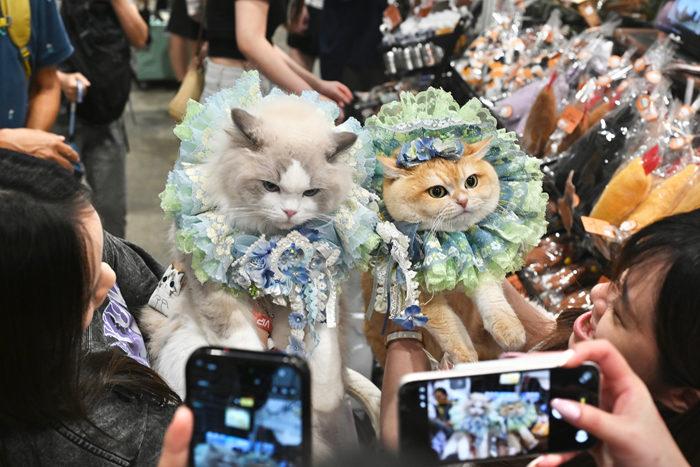 香港猫迷博览会揭幕 逾400展位迎接猫迷