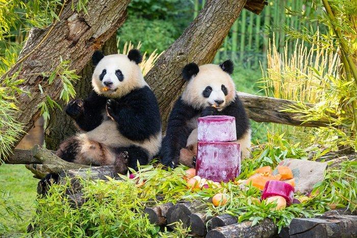 旅德大熊猫双胞胎“梦好”“梦甜”喜迎两周岁生日
