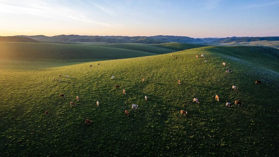 扎鲁特山地草原的夏日牧歌