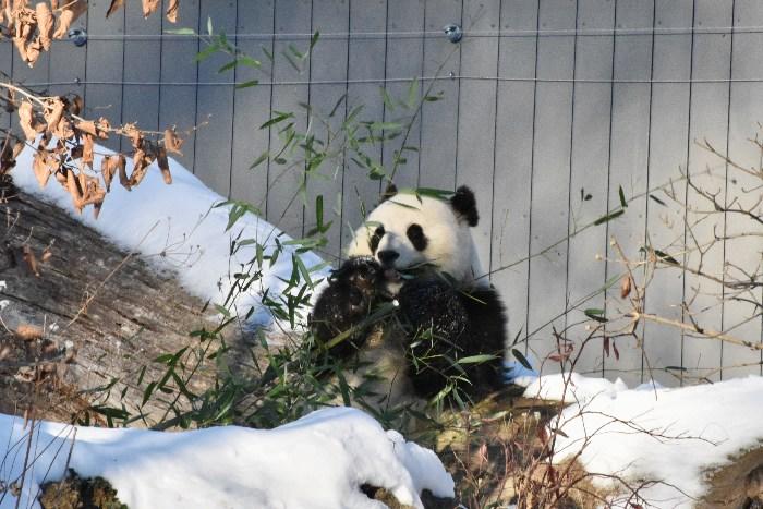 华盛顿动物园大熊猫“宝力”“青宝”来啦！
