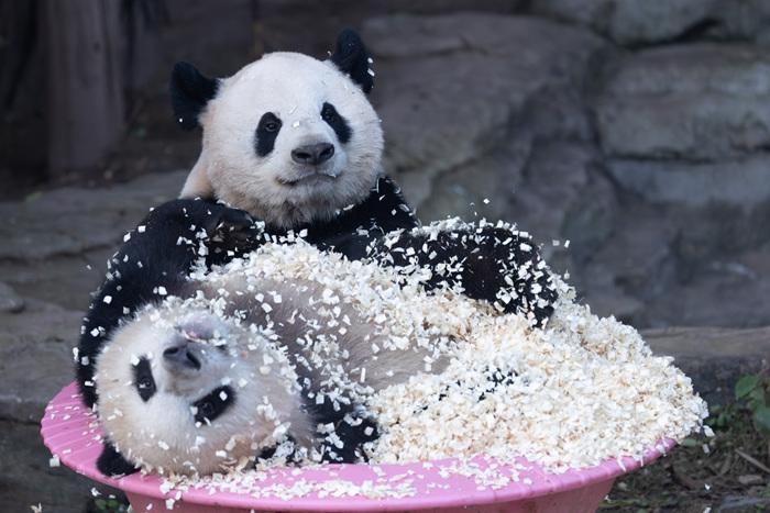 大熊猫母女欢快玩木屑 变身“芝麻汤圆”