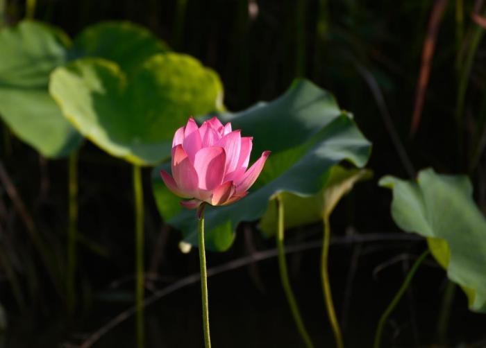 广西南宁：初夏荷香 绘就诗意画卷