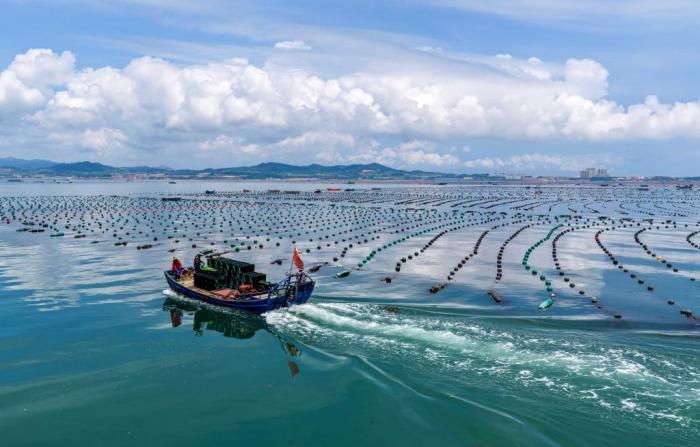 山东荣成：“海上夏耕”一派繁忙